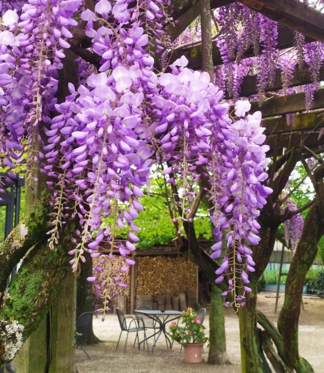 Bed and Breakfast Il Germano Reale Альба Экстерьер фото